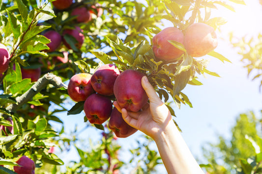 Jardin de survie : comment transformer votre espace vert en source d'autonomie alimentaire durable