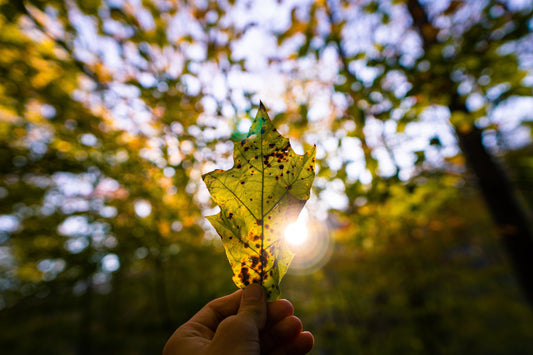Fin d'été en bushcraft : préparer l'automne comme un pro de la nature