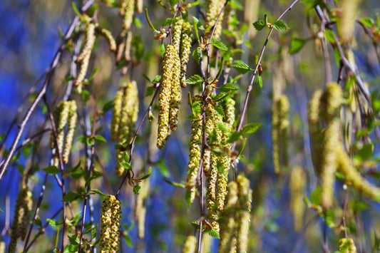 Pollen et allergies : comment continuer à bivouaquer quand le printemps attaque