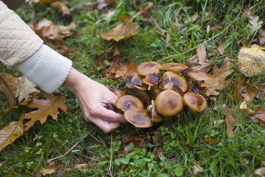 Champignons comestibles : débuter la cueillette en sécurité