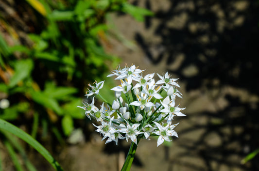 Ail des ours : 5 erreurs à éviter avant de le mettre dans votre assiette