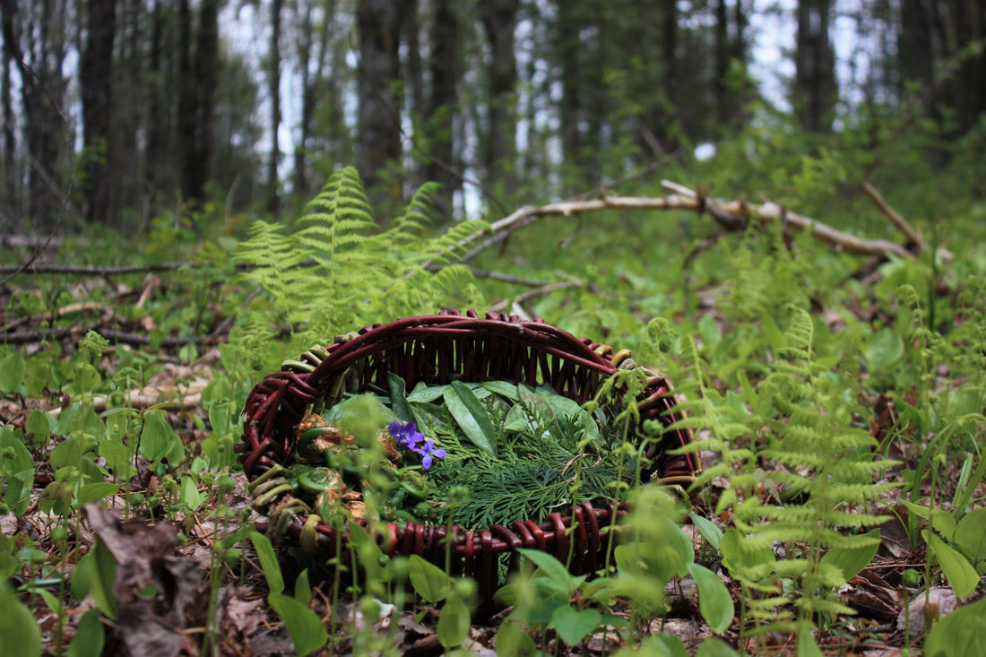 20 plantes comestibles en forêt : votre garde-manger de survie naturel