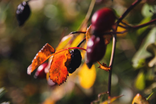 Fruits sauvages d'automne : guide de cueillette sécurisée